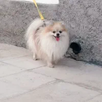 واگذاری سگ پامرانین رایگان