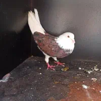کبوتر سرور