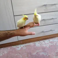 جوجه عروس سرلاکی نزدیک دونخوری