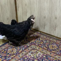 مرغ|حیوانات مزرعه|اصفهان, شهرستان|دیوار
