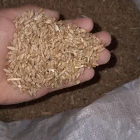 گندم تمیز مال امسال