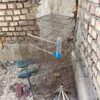 قفس