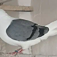 کفتر