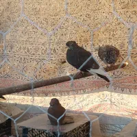 کبوتر معاوضه