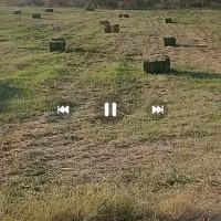 یونجه خشک درجه۱