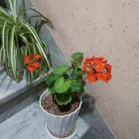 گل.|گل و گیاه طبیعی|تهران, مطهری|دیوار