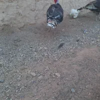 بوقلمون نر برنز
