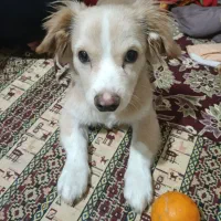 توله سگ|سگ|محمدشهر, شهرک پیام (مهرالبرز)|دیوار