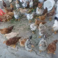 تعدادی جوجه مرغ و خروس