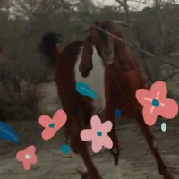 گوسفند گمشده هرکس خبری ازاین بزبده مژدگ