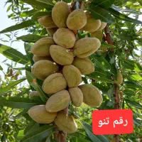 بادام دوپوست تازه و ترد - مستقیم از باغ