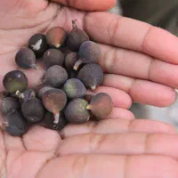 انجیر کوهی
