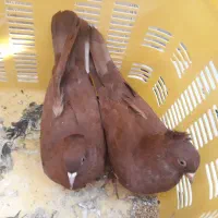 راعبی