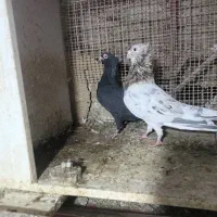 دوستان عزیز همه حفتگاهی ها رو تخمن همه سالم