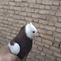کفتر