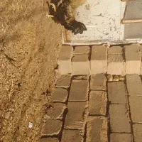 خروس