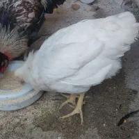 مرغ و خروس