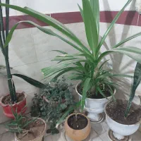 گل و گیاه|گل و گیاه طبیعی|یزد, |دیوار