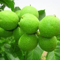 اجاره باغ