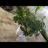 یک قرعه کشی جدید و خاص یک گل بزرگ با گلدان