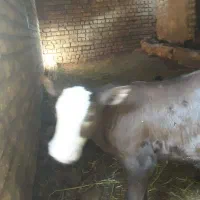 سلام گاوگوساله نر فروش