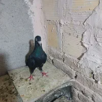 کفتر زاغ