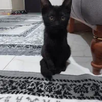 بچه گربه ماده سه ماه نیم،