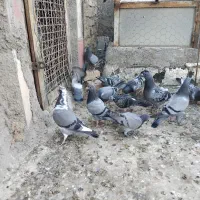 جوجه المانی مسافتی