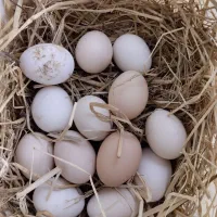 مرغ و خروس و تخم مرغ و بوقلمون