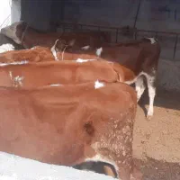 گوساله