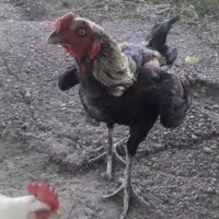 خورس لاری صابونی