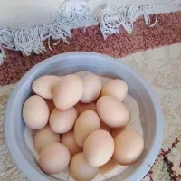تخم مرغ محلی اعلا