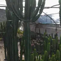 کاکتوس|گل و گیاه طبیعی|ملارد, |دیوار