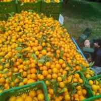 پرتقال شمال