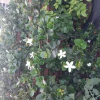یاس کاریسا