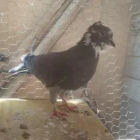 کبوتر|پرنده|گلپایگان, |دیوار