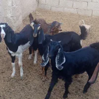 فروش کهر