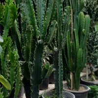 حراج کاکتوس اره ای