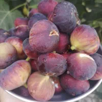 میوه|خوردنی و آشامیدنی|گنبد کاووس, |دیوار
