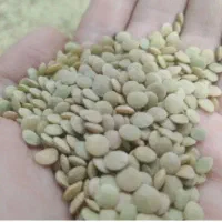 عدس تمیز خوشبخت ایرانی