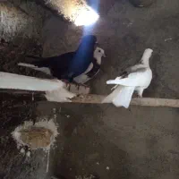 کبوترغریب طوق زاغدمسفید