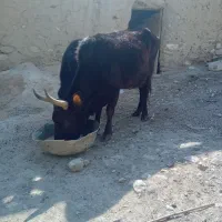 گاو و گوساله محلی به قیمت
