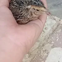 بلدرچین احتمالا نر سالم زیبا