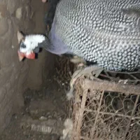 مرغ و خروس