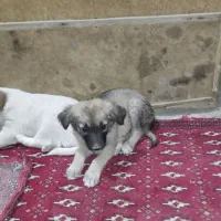 سگ سرابی|سگ|زابل, |دیوار