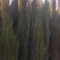نهال سروناز شیراز(سرو ناز) ۴ساله ،باکس۴۰، ریشه پرس
