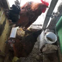 یک عددخروس۱۵۰۰دوعددمرغ۲تومان