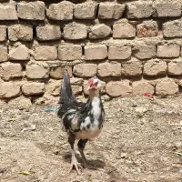 دو عدد جوجه خروس یکیش چهل تاج