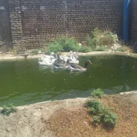 حیوانات مزرعه قاز