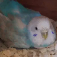 جفت مرغ عشق